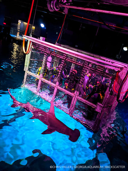 Shark cage dive at night