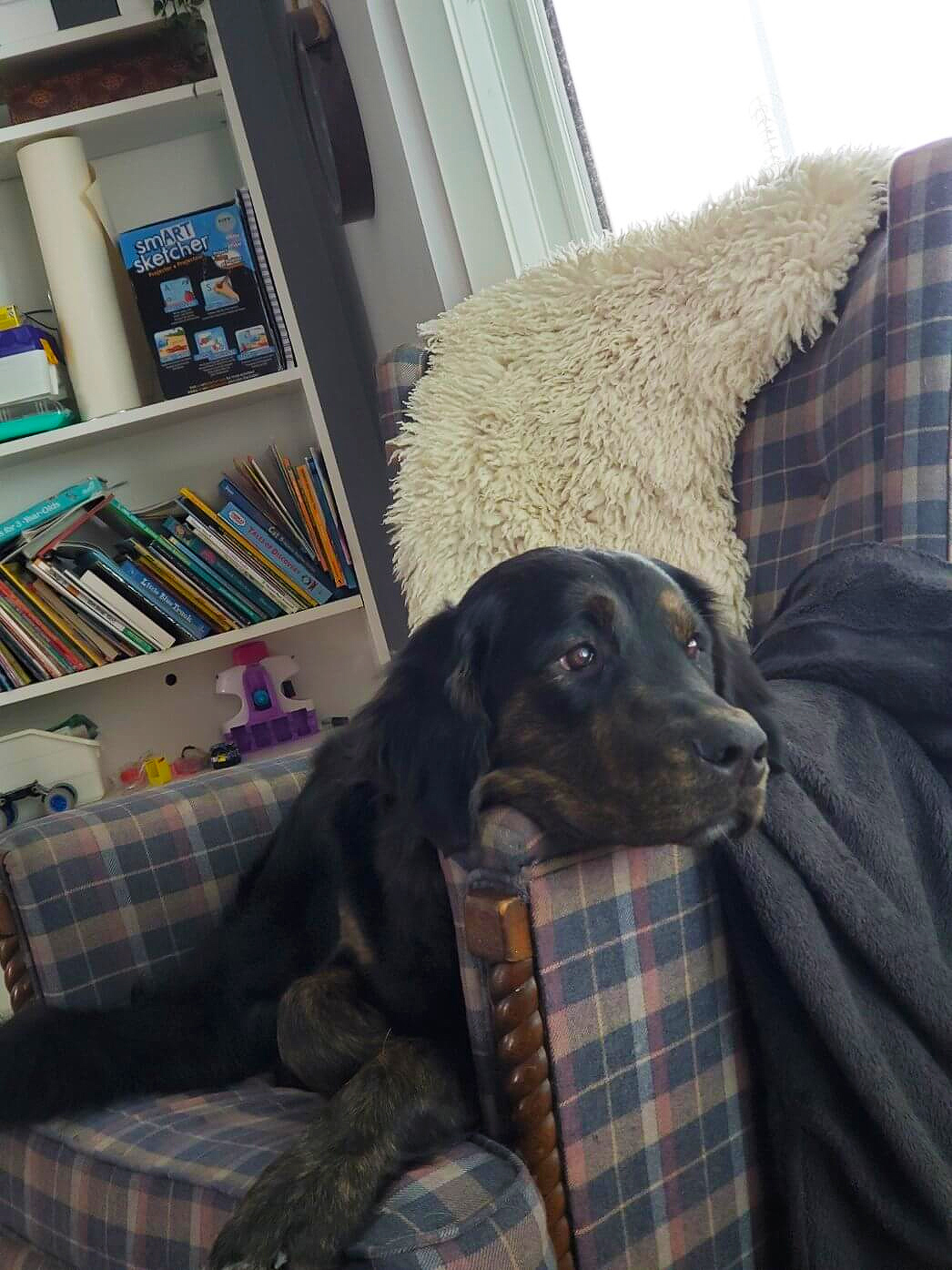 Dog on armchair